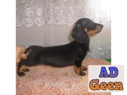 used Excellent Superb Class Quality Dachshund Pups For Sale TrustDogsales. 9899803008 for sale 